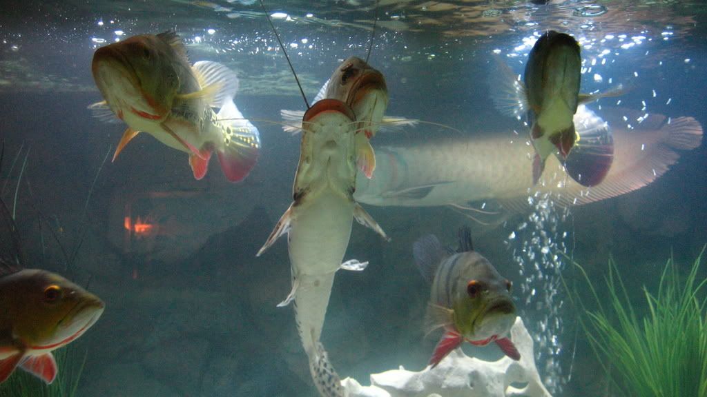 Bass tank Michigan Reefers